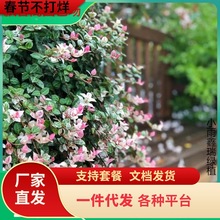 一件代发花叶络石阳台盆栽庭院好养植物五彩花卉室内彩叶垂吊黄金