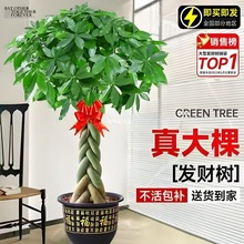 pӰlؔ͏dԴ҃ȾGֲؔk҆w_Iֲ