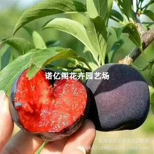 �޽Ӻڲ������Ә���6�����S��ڲ������籱�Ϸ��N����Y��������