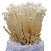 Ģ�����Nʳ�þ����N��ƽ��Ģ���Nֲ��Ģ����ͥ�����r�������N�Nֲ