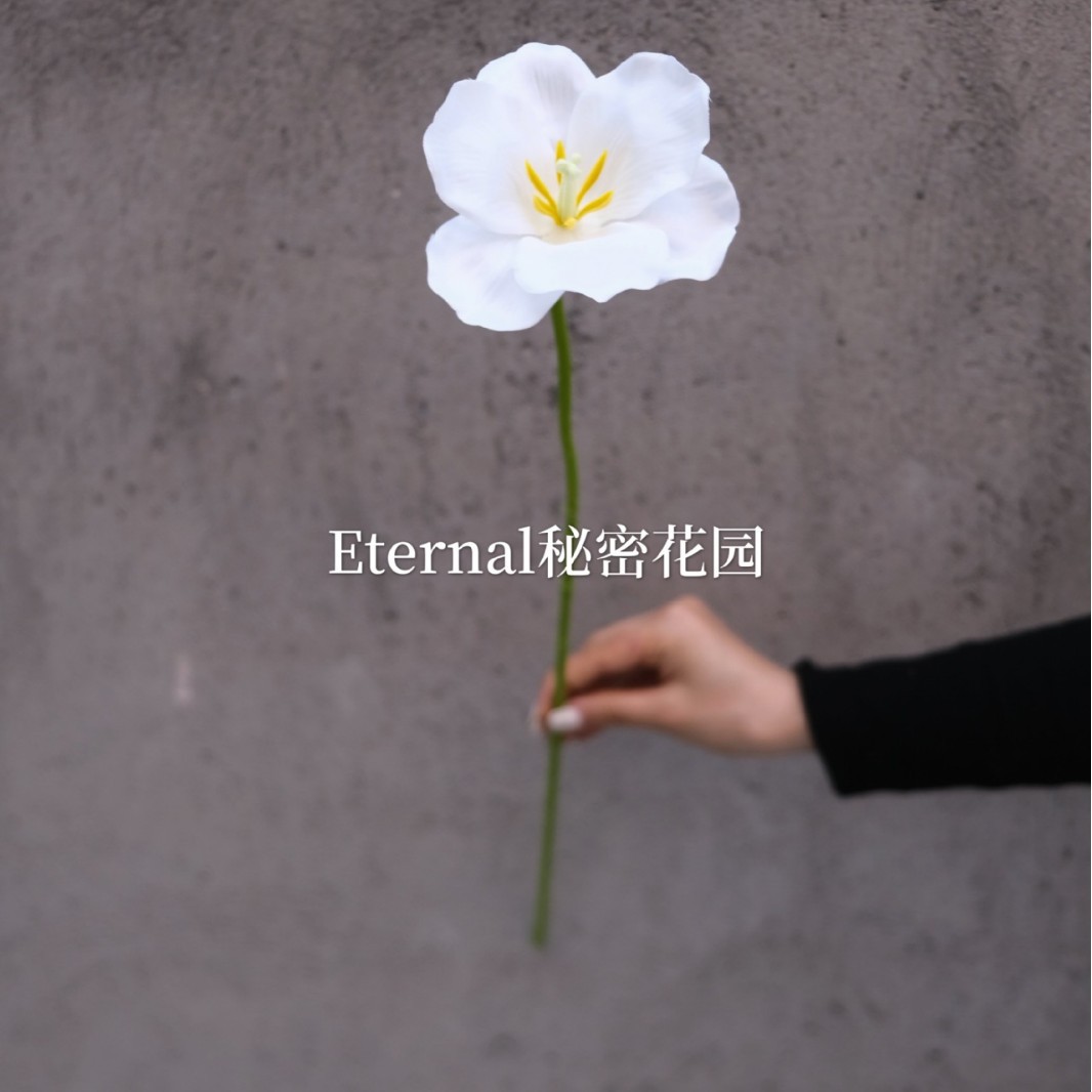 오픈 튤립