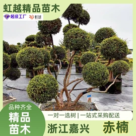 花盆容器;栽培基质;花盆装饰