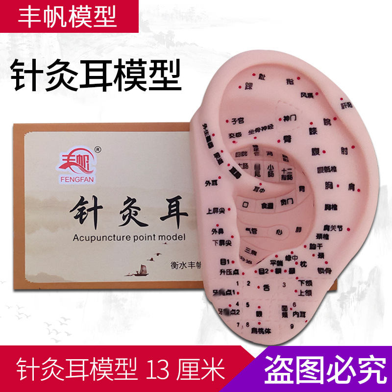 丰帆13厘米针灸耳模型 耳穴位模具耳部针灸按摩耳磨具刻字中医用|ms