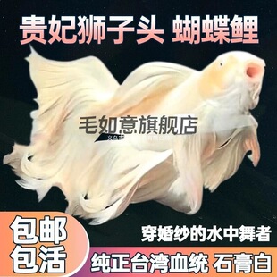 �F���{���^�������^�p�~���~�����Lβ�����tɫ�F����ˮ�\��