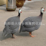 珍珠鸡苗孵化基地工厂批发七彩山鸡苗活苗批发活体贵妃鸡珍禽苗