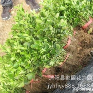 ����ֱ�N ���~�S���� ���������l ���~�S�������l �G����ľ