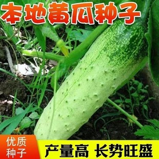 �����S�ϷN�Ӊ�������Ʒ�N�������S�ϷN�Ѵ��＾�r����@�߲˷N��