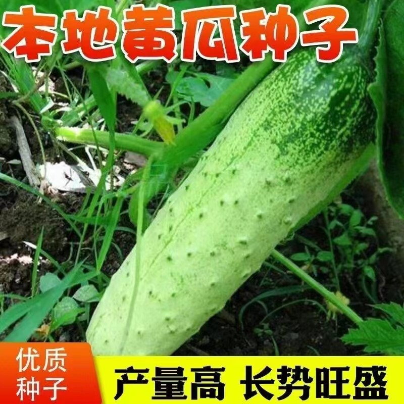 Local Cucumber Seed Collapse Frame Old Variety Improved Dry Cucumber Seeds Spring and Autum Farm Vegetable Seeds