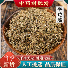 中药材批发零售 半边莲半边野生半边花细米草 源头厂家量大价优