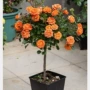 树状盆栽品种月季花月季苗