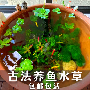 Ancient method fish culture material purification water quality mud-free water plant landscape package green nine crown green chrysanthemum centipede grass hibiscus duckweed