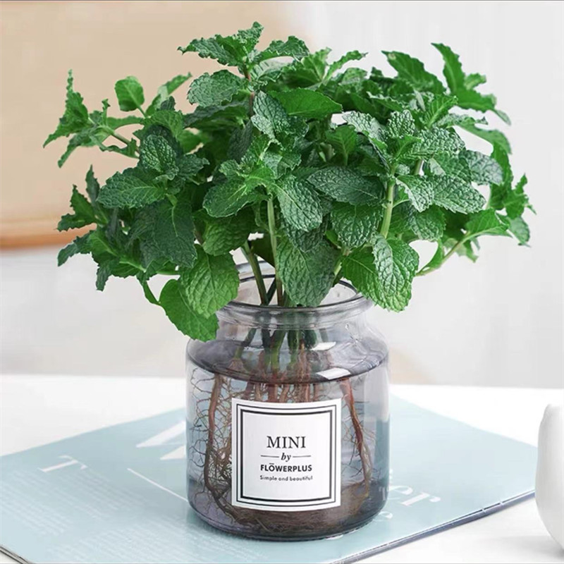 [베스트셀러 수경재배] 엄선된 민트 10개(회색 유리병) 무료 크리스탈 머드 +