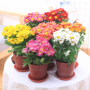 �ջ���������¾�ǧ�^��ƹ�ҾՎ����̨ͥԺ�ļ��_�����B�׻�