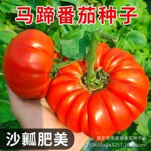 手風琴番茄馬蹄番茄種子西紅柿 特拉多蟠桃型 特色蔬菜多皺秋四季