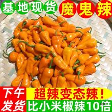辣椒超辣永安黄椒灯笼椒小米泡椒朝天椒变态辣农家批发