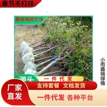 红妃樱桃苗 南方甜樱桃树苗 可盆栽地栽大樱桃 当年结果苗