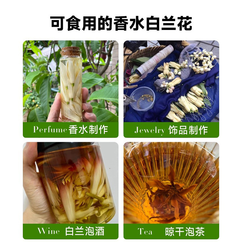 白蘭鉢植え、オーブンマグノリア苗木、つぼみ付き黄角蘭、屋内中庭、四季咲きの香りの強い花|undefined