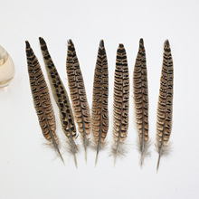 �S�ҬF؛ĸɽ�uβ��ë20-25cm��؈�����ϑ���o�ϲ����Wɽ�u��ë