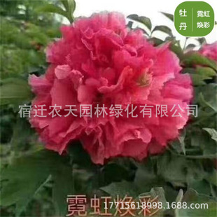 ���ĵ�������ذ��10������ͺ�ͥԺ�̨�󻨰��t��ĵ�����Ϙ�