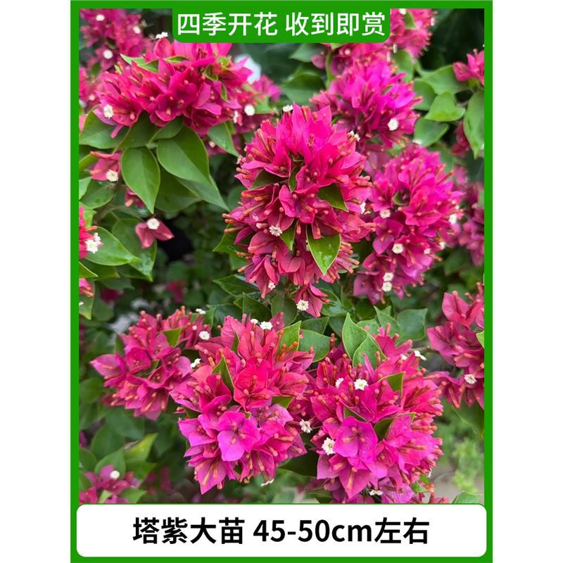 [개화기에는 꽃과 함께 배송됩니다] 타워보라색 대형 모종은 약 45-50cm입니다. [사계절 꽃이 핀다.