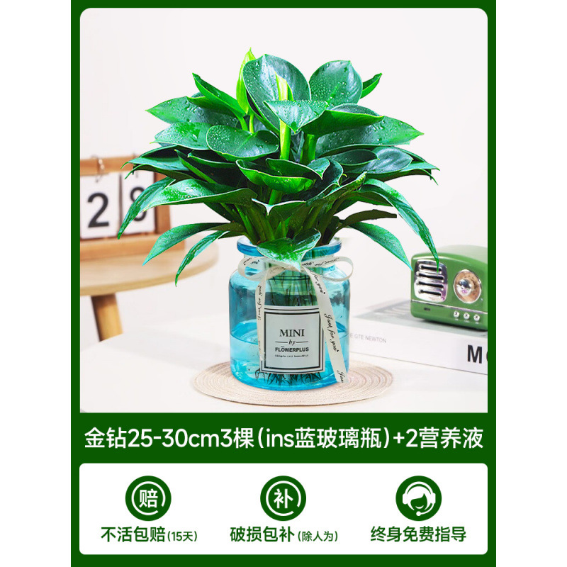 수경 금다이아몬드 25cm 3그루(파란색 유리병) + 영양액 2개