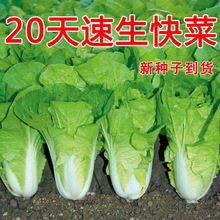��˷N��20���ļ������ͺ��͟��߲˷N�Ӵ�С�ײ˷N�������s���N��