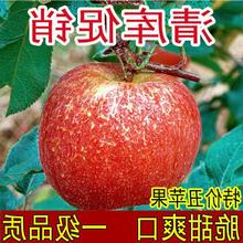 冰糖心丑苹果脆甜红富士当季新鲜水果2/5/10斤整箱批发