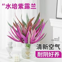 紫露兰水培绿植物吊兰小盆栽室内办公室桌面花卉油画婚礼秋冬好养