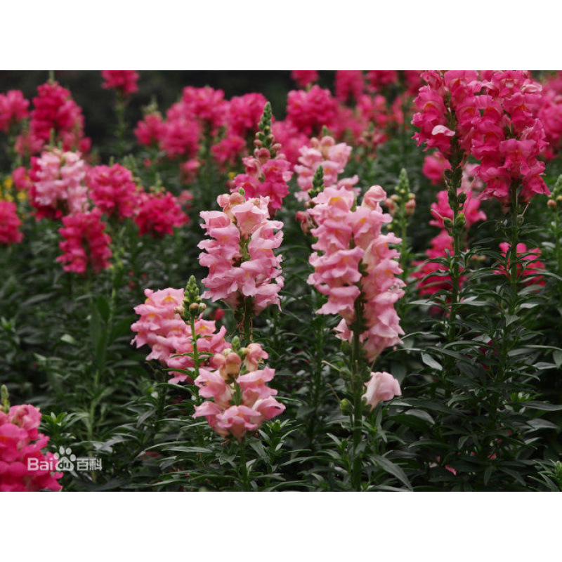 Semillas de flores, semillas de flores.
