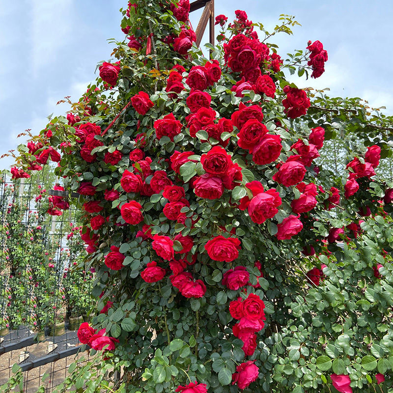 레드 론자 보석(모종 1개에 뿌리 파우더 포함)