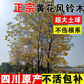 黄花风铃木树苗四川园林绿化别墅庭院耐寒植物行道景观风景树苗木