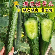 高产老品种绿心黄瓜种子种籽苗水果秋蔬菜老旱孑子菜种籽种大全