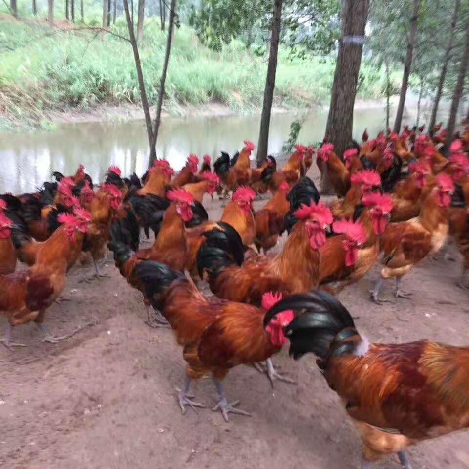 青脚土鸡苗 厂家直供价格优惠包打液氮马力克包运输包路途成活