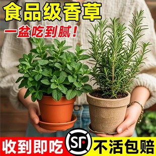 Rosemary Potted Indoor Easy-To-Grow Mint Leaf Hydroponic Plant Edible Steak Herb Spice Kitchen Green Plant