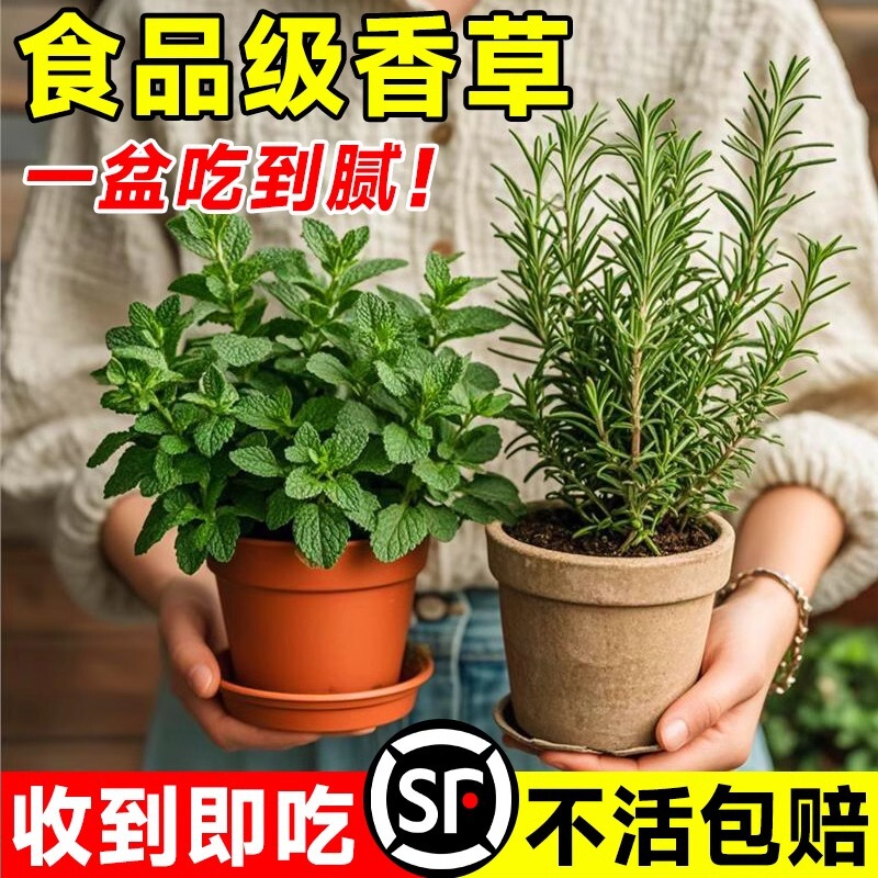 Rosemary Potted Indoor Easy-To-Grow Mint Leaf Hydroponic Plant Edible Steak Herb Spice Kitchen Green Plant