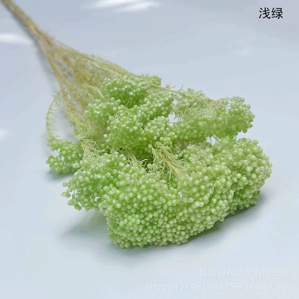 ◦◦◦◦◦◦Light green◦◦◦◦◦◦