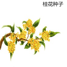 ɢ�b�𻨷N�� ɳ�ذ��¹��ѳ���� ��� ��ɰ�� ����N�����l