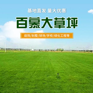 Bermuda Lawn, Paradise Grass, Bermudagrass Turf, Football Field, Kindergarten, Courtyard Green Grass