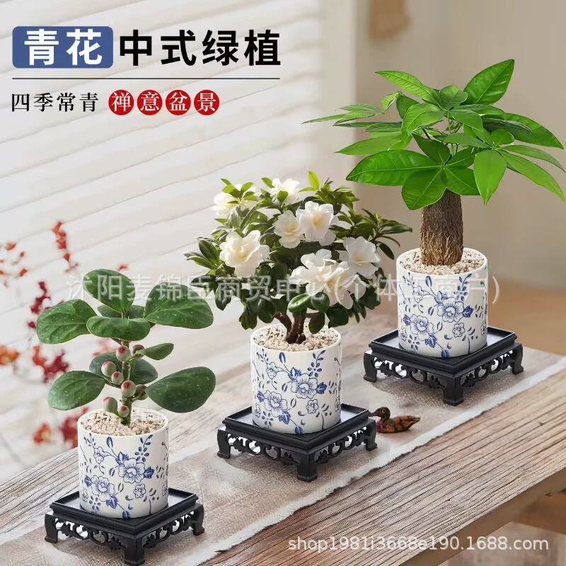 Xiaopan Bodhi, домашняя гостиная, китайский дзен, спаржа, растение, украшения, офисное зеленое растение, денежное дерево, горшечное растение, простое в обслуживании