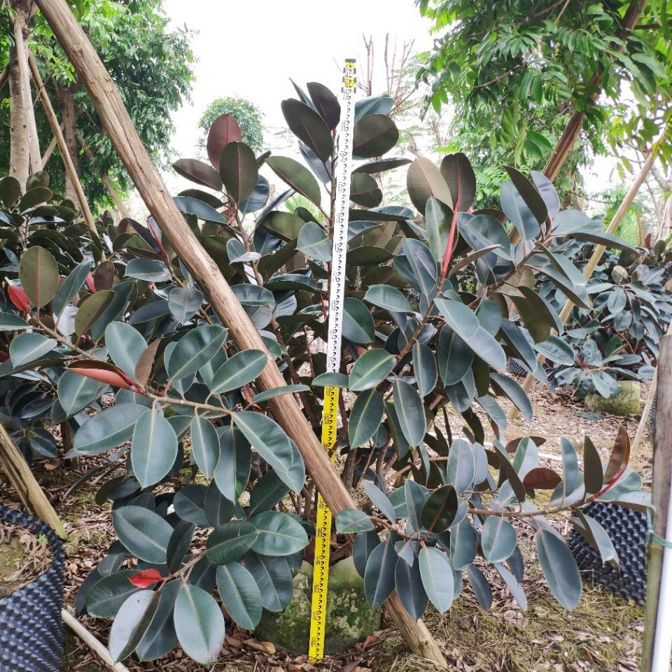 Поставка кустых черных духовых фикусов высотой 1,5-2 метра