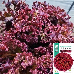 ���~���˷N��3���_ɯ�t�~���n�ļtɺ��ɳ��������̨���Դ��ﲥ