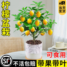 ˮʘԎʳþGֲϘ辰Bļ̨Nֲ