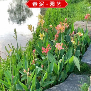 ˮ�����˽����� ��������ˮ��ֲ�� �ӵ�ˮ߅�����ֲ�G����Ʒ�N�R