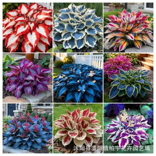 ���羳��؛�����~�������N��hosta���N�� �^�����~ֲ����������N
