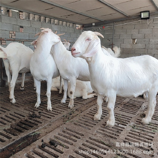 ��ɽ��������ɽ��Ʒ�N��ɽ����� ���L�� �Bֳ�����\ݔ