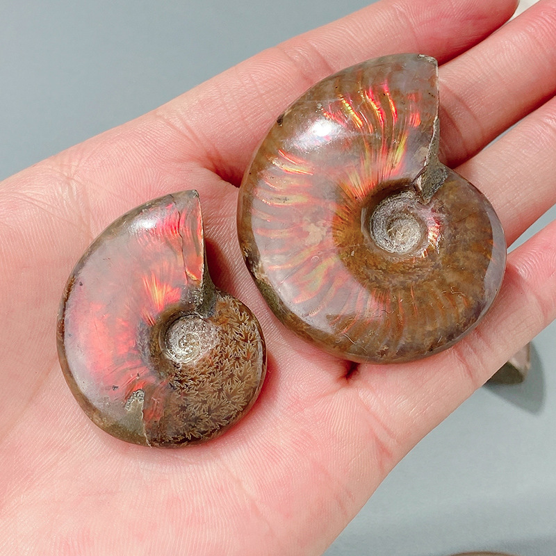 Cross-Border Madagascar Natural Spotted Snail Fossil Ammonite Conch Paleontological Fossil Mineral Specimen Raw Stone Ornament