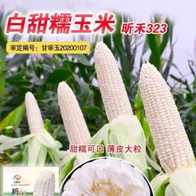 白甜糯玉米种子白糯玉米非转基因甜加糯玉米种子原装玉米种子大全