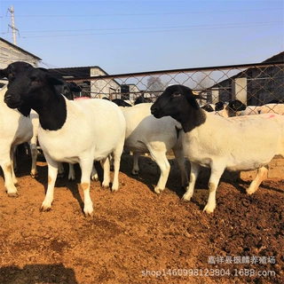 杜泊绵羊羊羔哪有卖的 杜寒杂交羊好养吗 澳洲白一胎几个羔