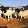 澳洲杜泊杂交羊