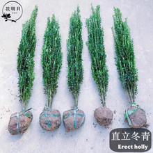 直立冬青树苗北海道黄杨花境植物常绿青小叶冬青耐寒庭院绿篱笆苗